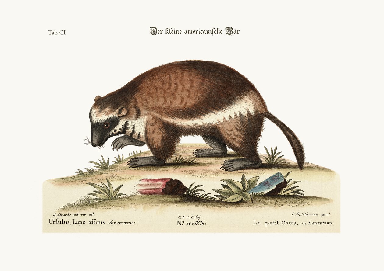Le carcajou, 1749-73 - George Edwards