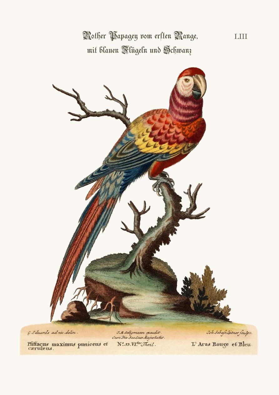Le Ara rouge et bleu, 1749-73 - George Edwards