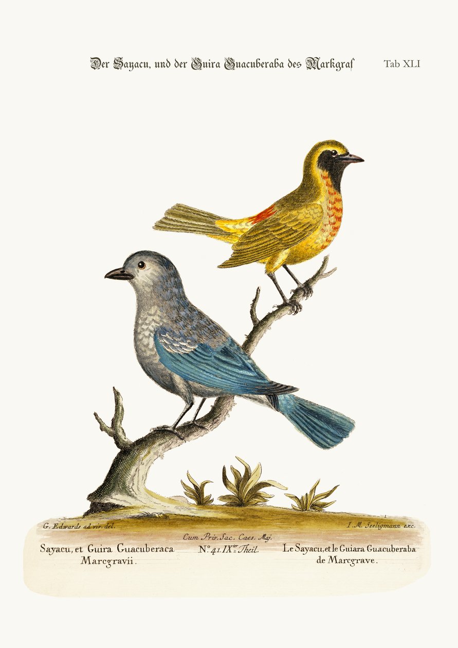 Le Sayacu et le Guira Guacuberaba de Marcgrave, 1749-73 - George Edwards