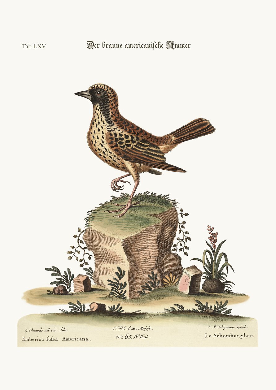 Le Schomburger, 1749-73 - George Edwards