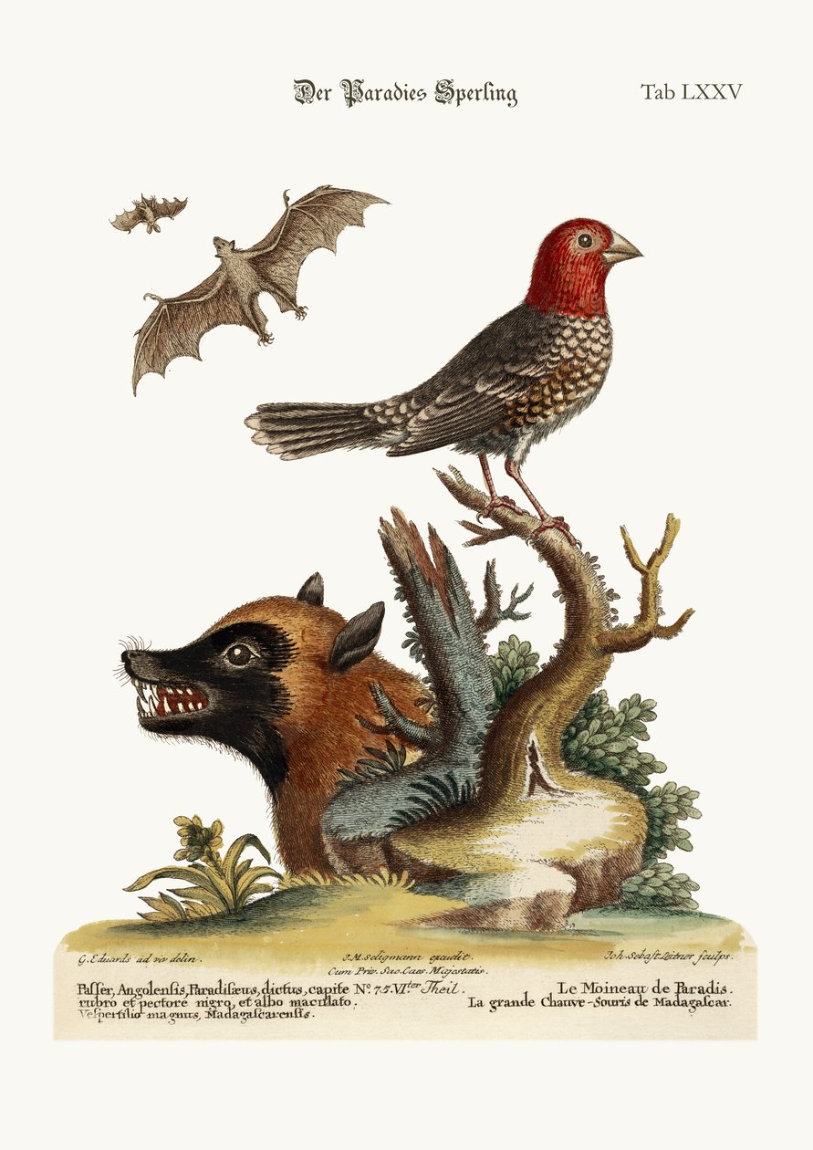Le moineau du paradis. La grande chauve-souris de Madagascar, 1749-73 - George Edwards