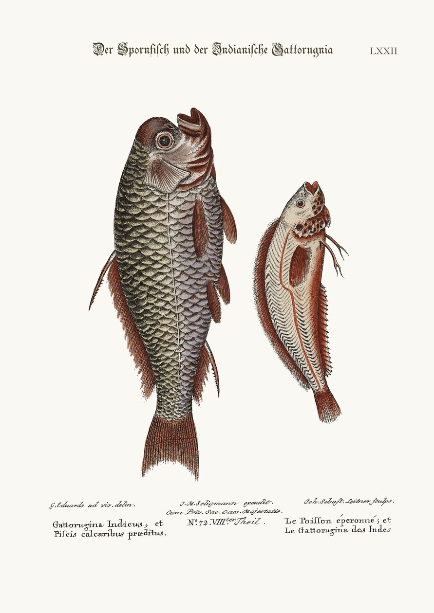 Le Poisson-Éperon et le Gattorugina indien, 1749-73 - George Edwards