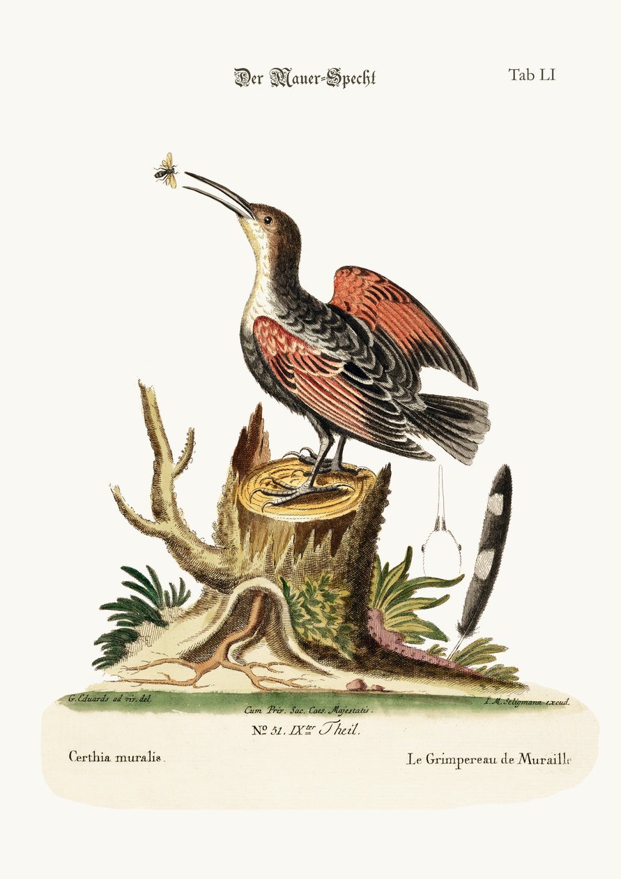 Le Tichodrome échelette, ou attrape-araignée, 1749-73 - George Edwards