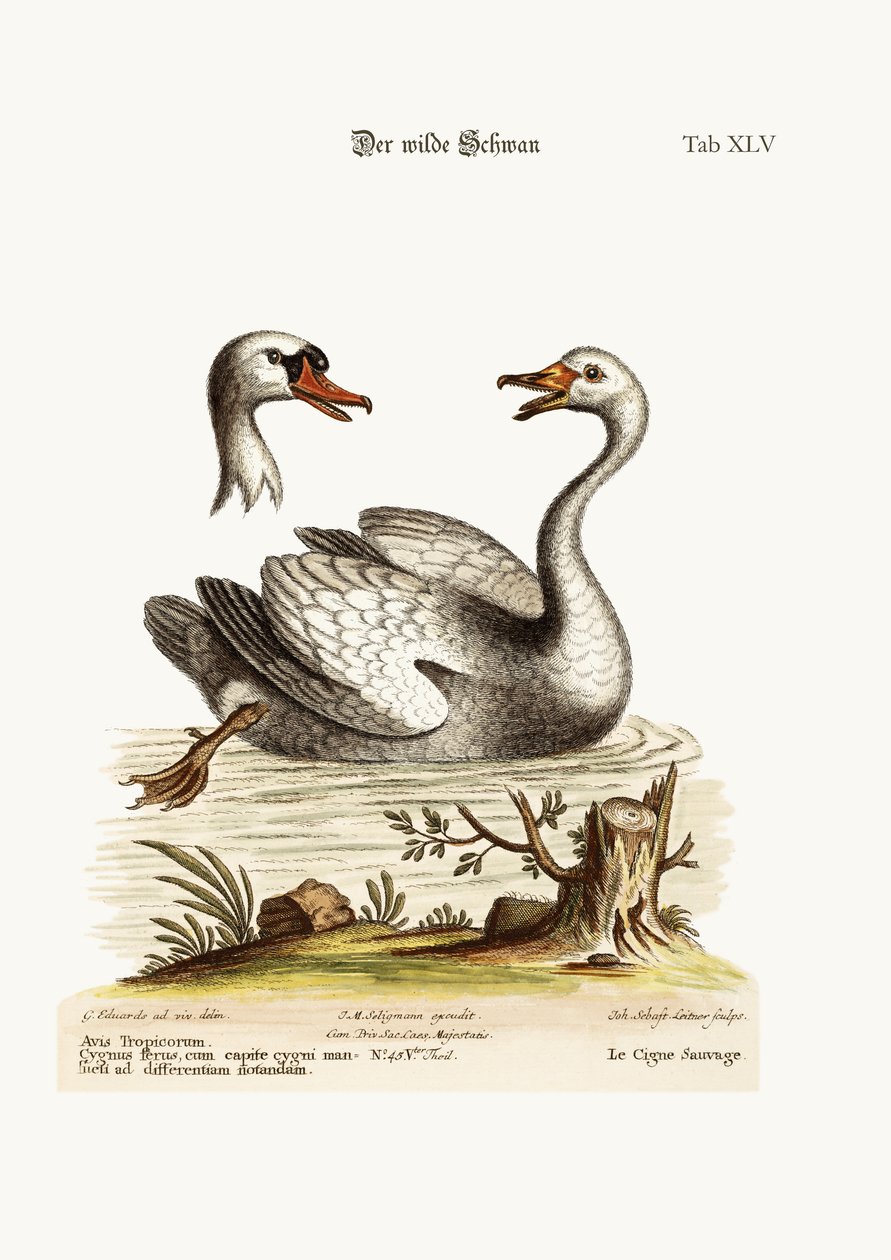 Le cygne sauvage, 1749-73 - George Edwards