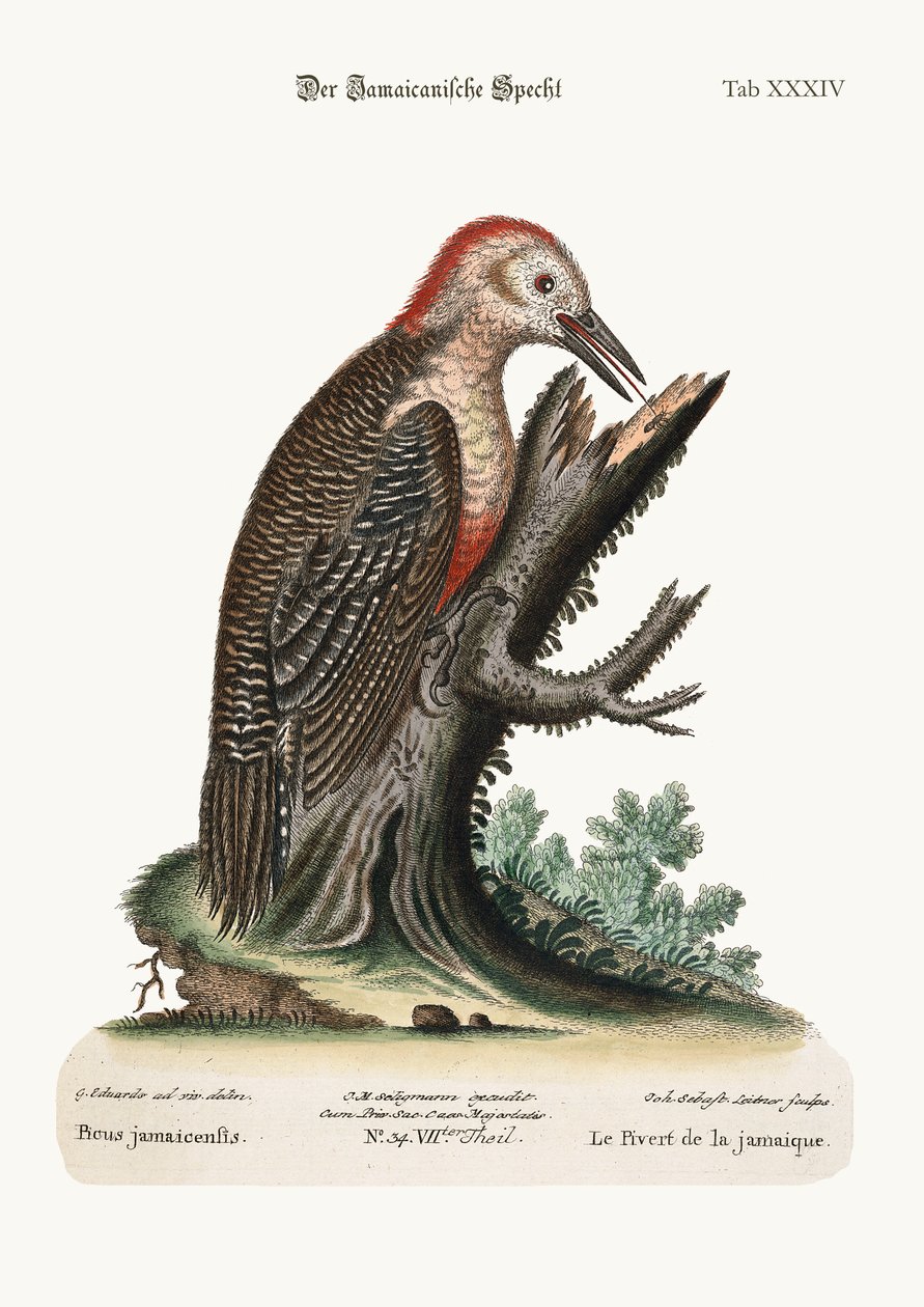 Le Pic-Vert de la Jamaïque, 1749-73 - George Edwards
