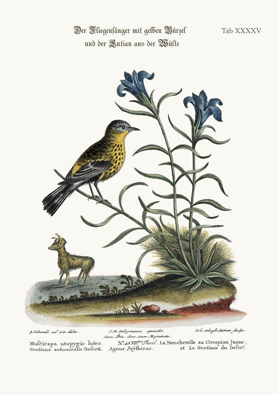 Le Gobemouche à croupion jaune et la Gentiane du désert, 1749-73 - George Edwards