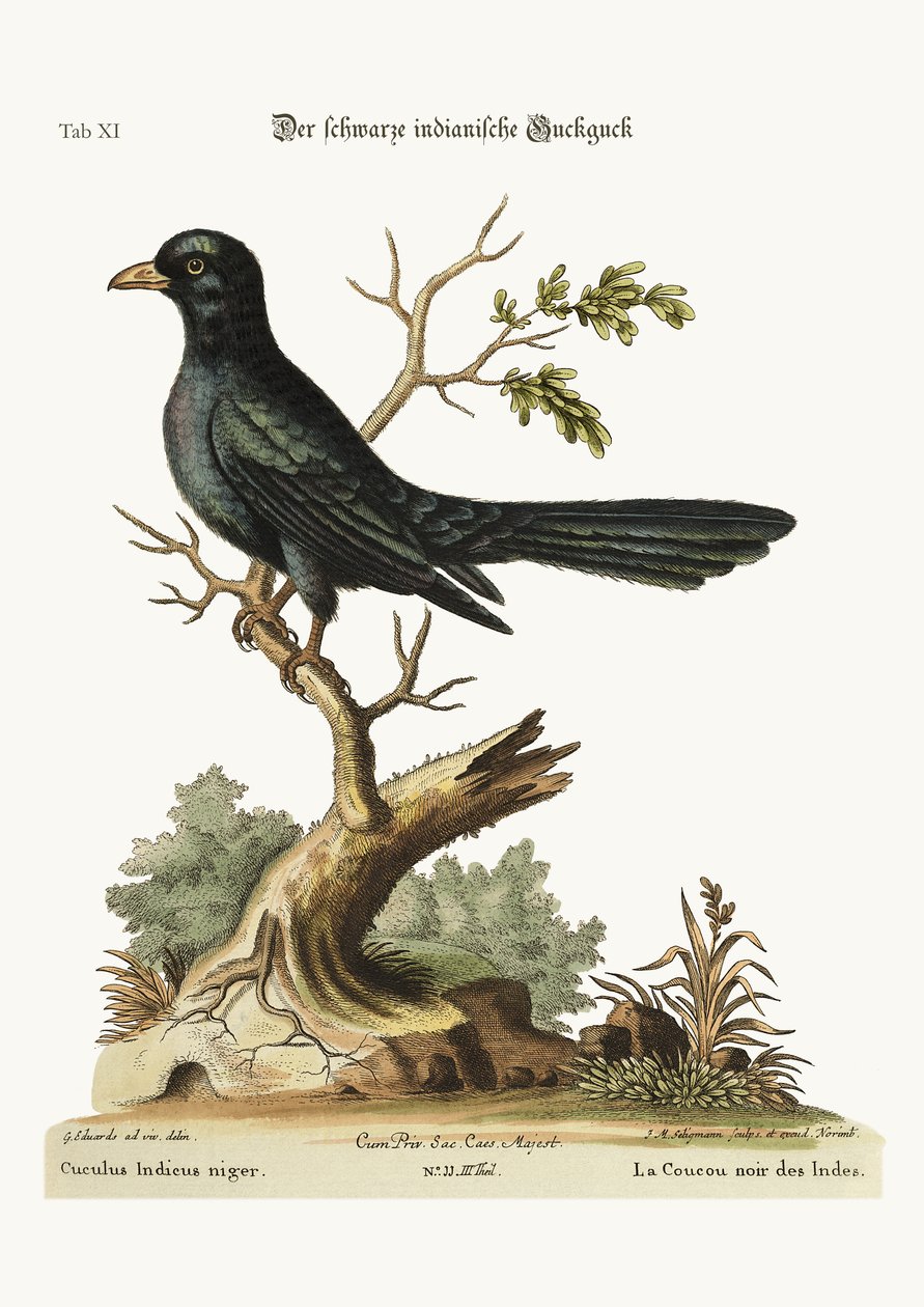 Le coucou indien noir, 1749-73 - George Edwards