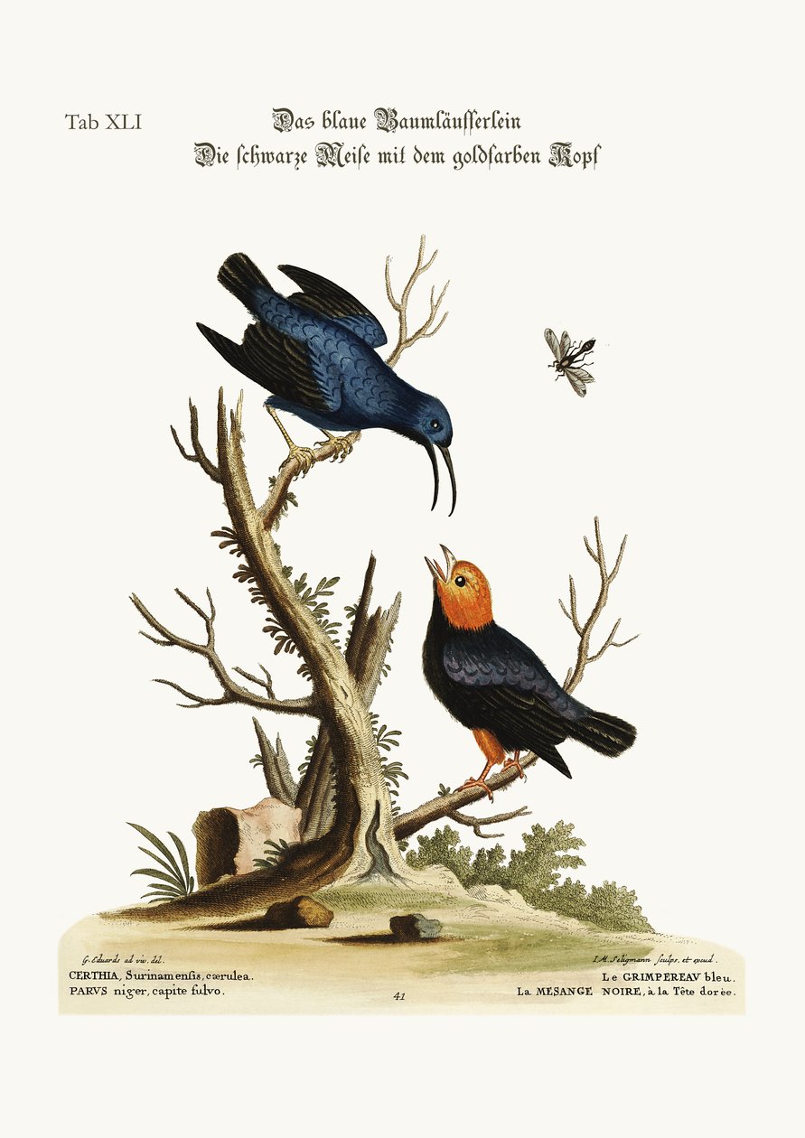 La grimpante bleue. La mésange noire à tête dorée - George Edwards