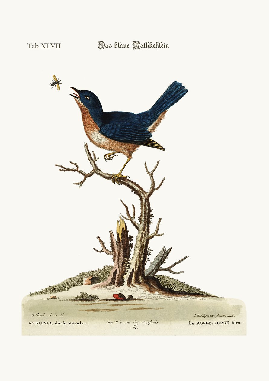 Le Rouge-Gorge Bleu, 1749-73 - George Edwards