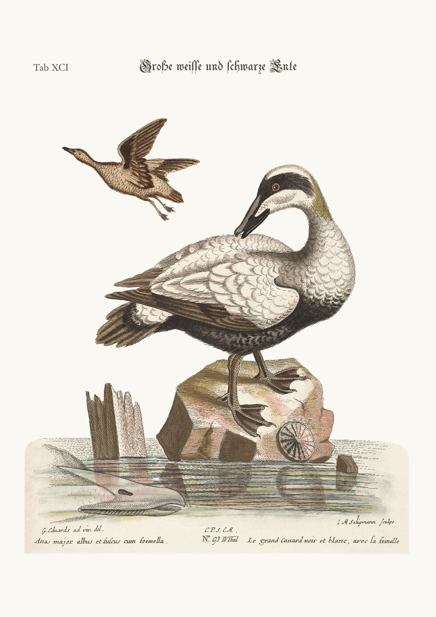 Le grand canard noir et blanc - George Edwards