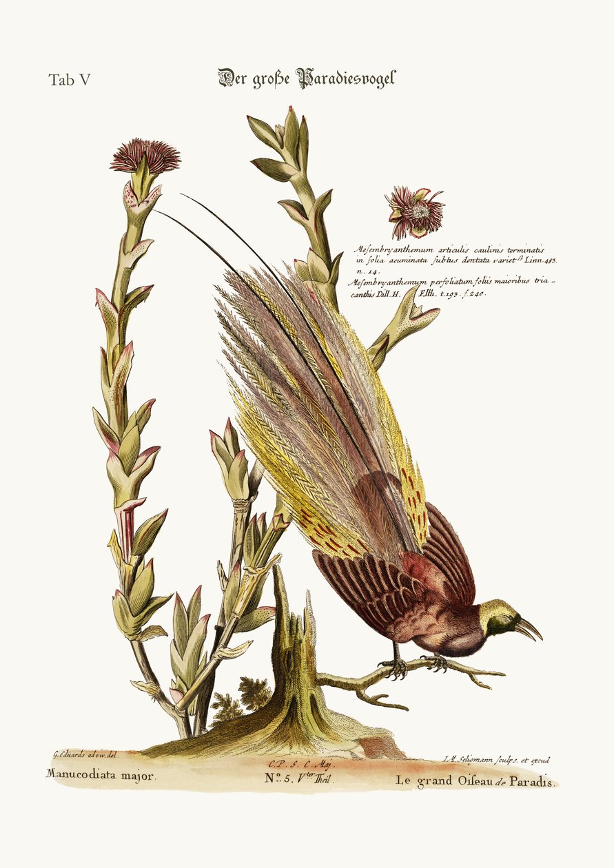 Le grand oiseau de paradis, 1749-73 - George Edwards