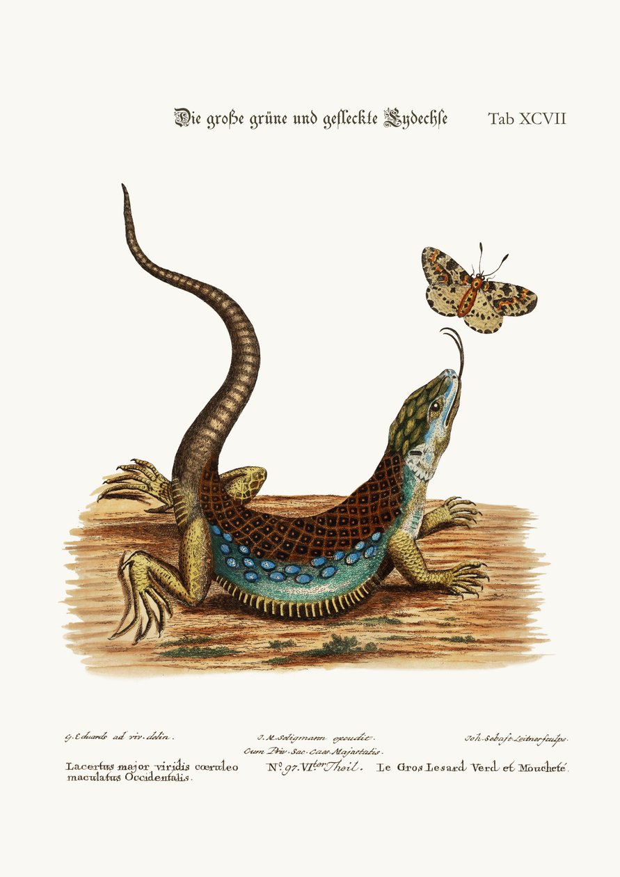 Le grand Lézard Vert et Tacheté, 1749-73 - George Edwards