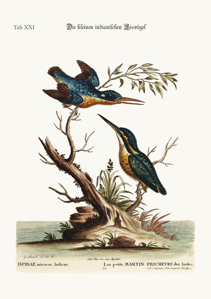 Les petits martins-pêcheurs indiens, 1749-73 - George Edwards
