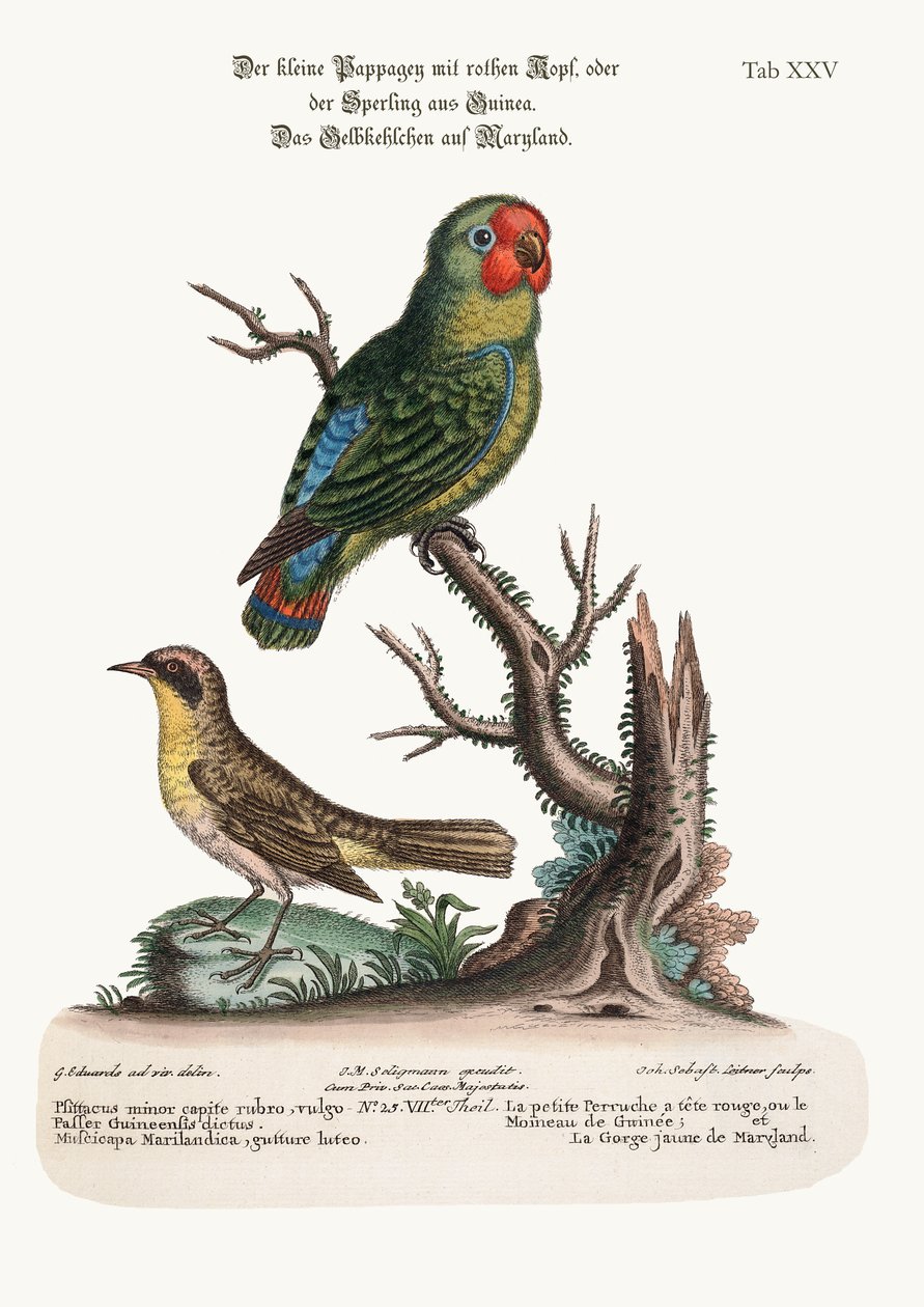Le petit perroquet à tête rouge ou moineau de Guinée et la paruline du Maryland, 1749-73 - George Edwards