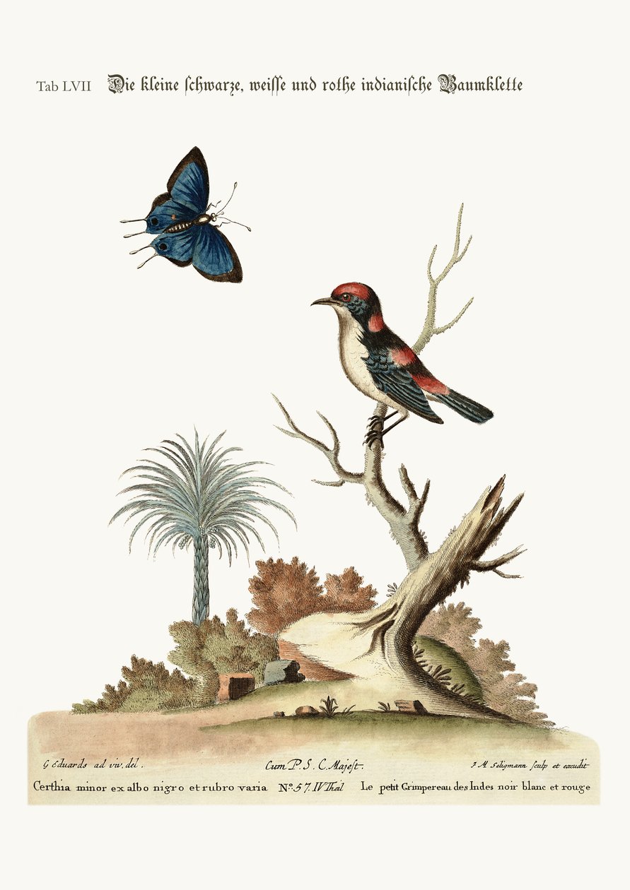 Le petit grimpeur indien noir, blanc et rouge, 1749-73 - George Edwards