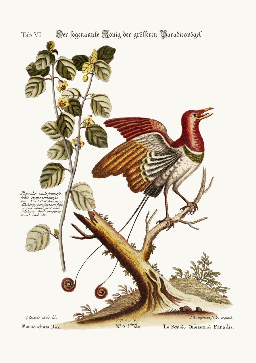Le supposé Roi des grands Oiseaux de Paradis, 1749-73 - George Edwards