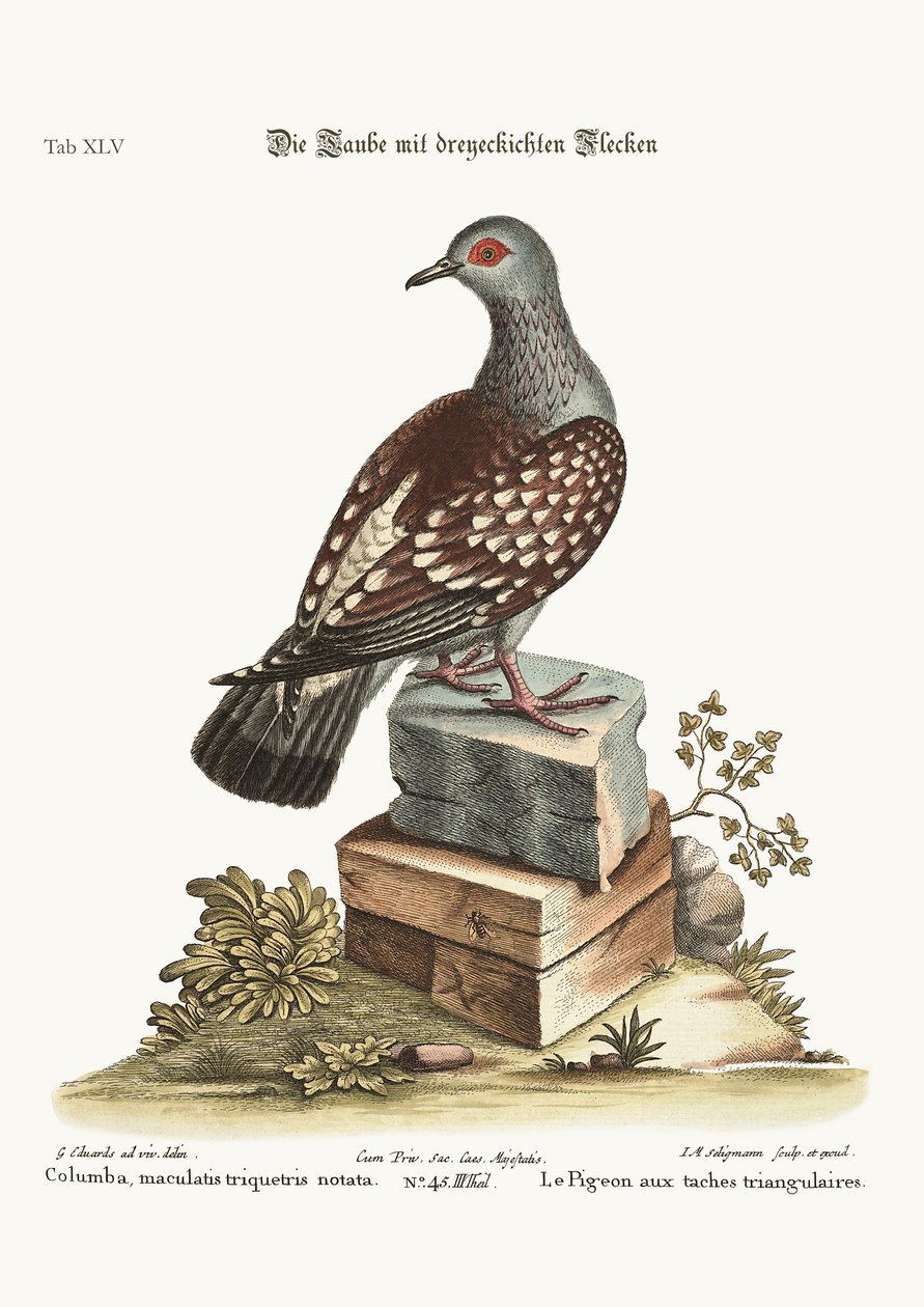 Le pigeon tacheté triangulaire, 1749-73 - George Edwards