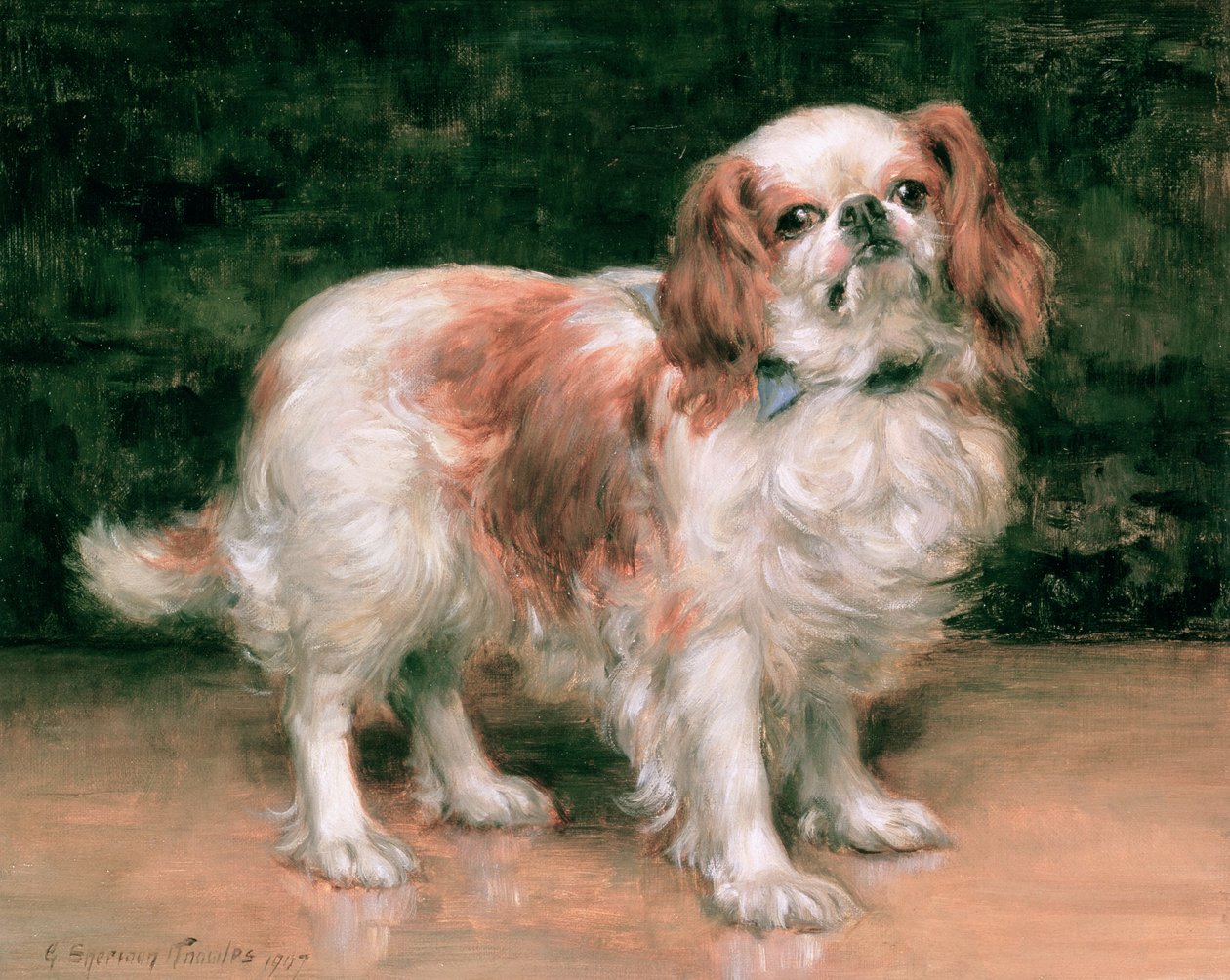 Épagneul King Charles, 1907 - George Sheridan Knowles