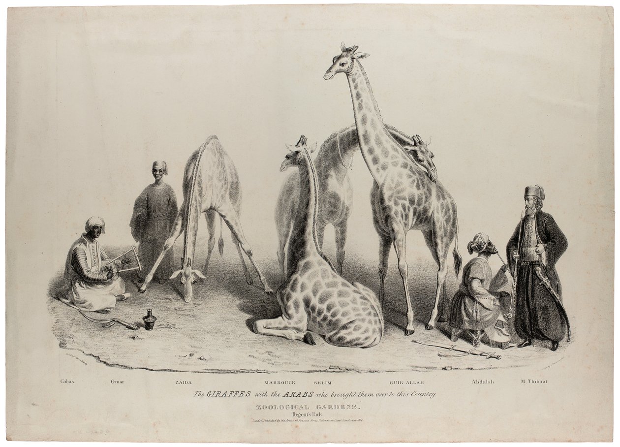 Les girafes avec les Arabes qui les ont amenées dans ce pays, Jardins zoologiques, Regents Park, Londres, juin 1836, lithographie de Charles Hullmandel - George Snr Scharf