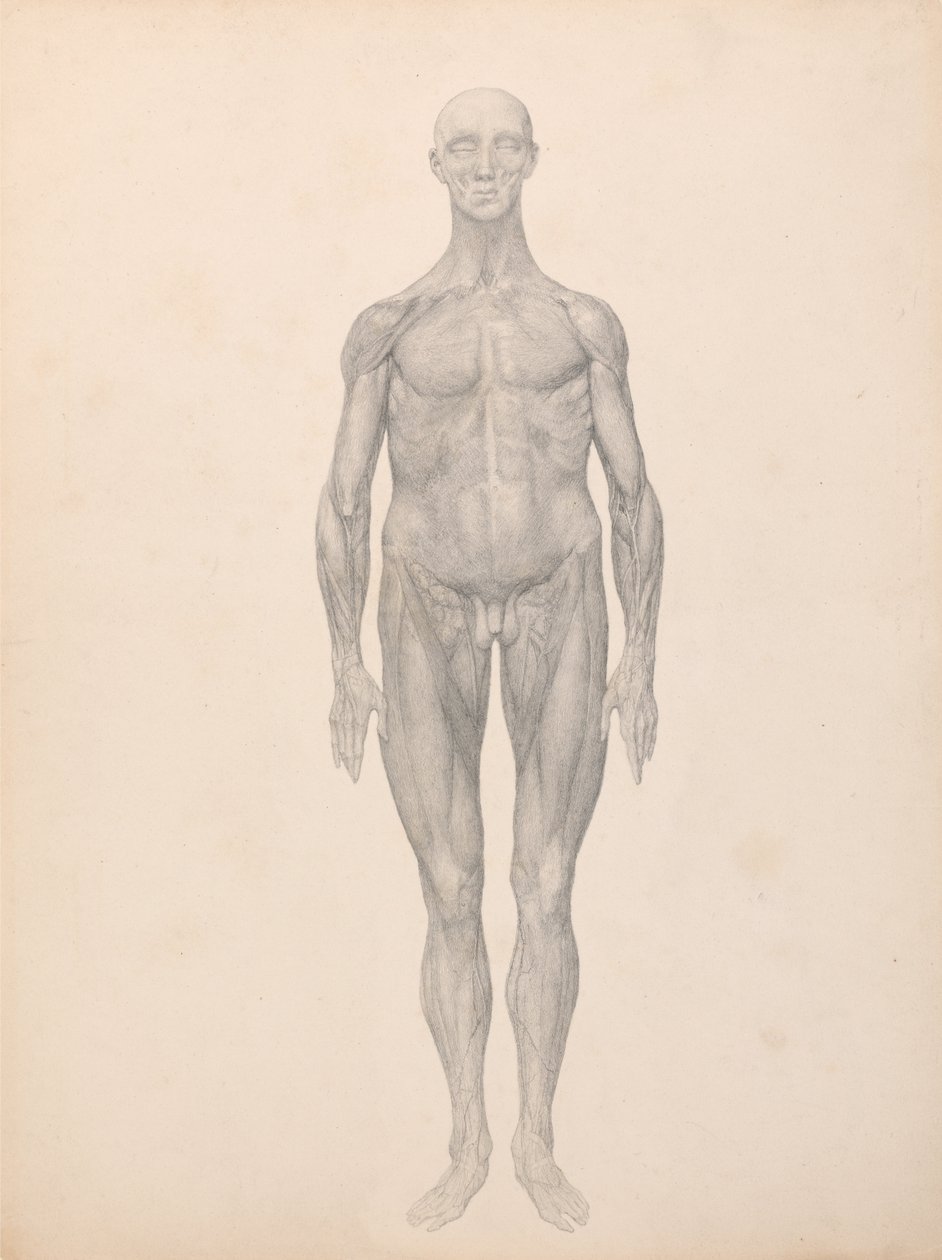 Exposition anatomique comparative de la structure du corps humain avec celle d