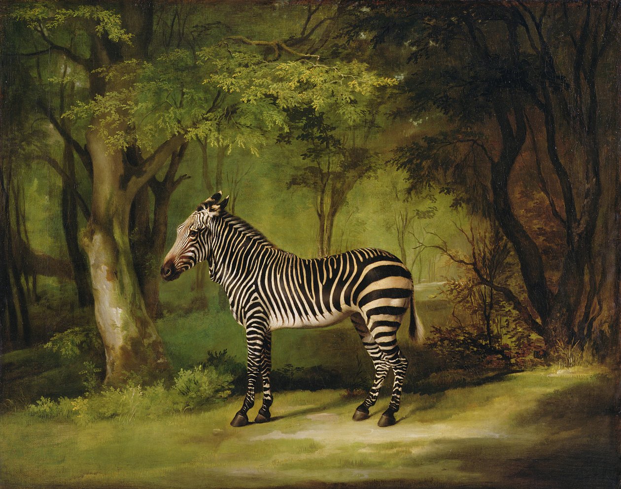 Un zèbre, 1763 - George Stubbs
