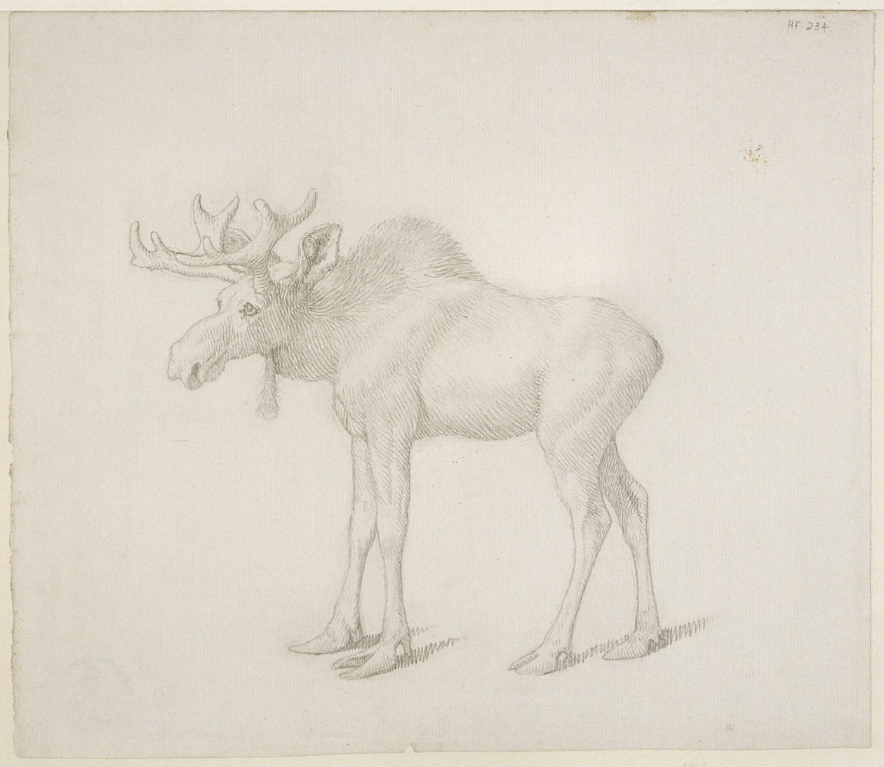 Dessin du deuxième élan du duc de Richmond - George Stubbs