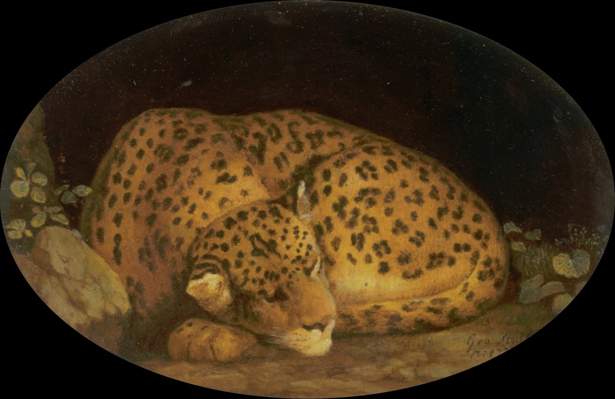 Léopard endormi - George Stubbs