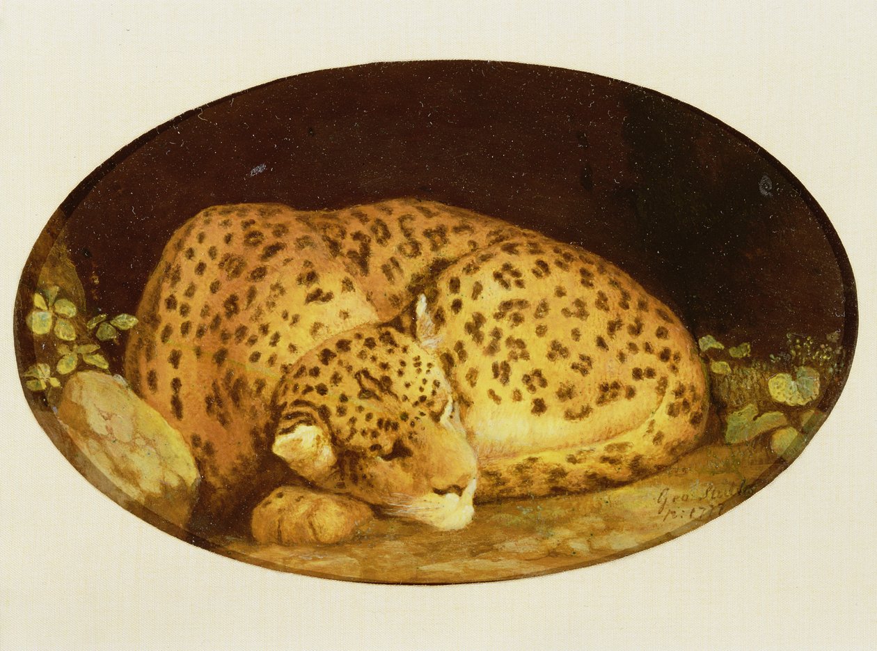 Léopard endormi, 1777 - George Stubbs