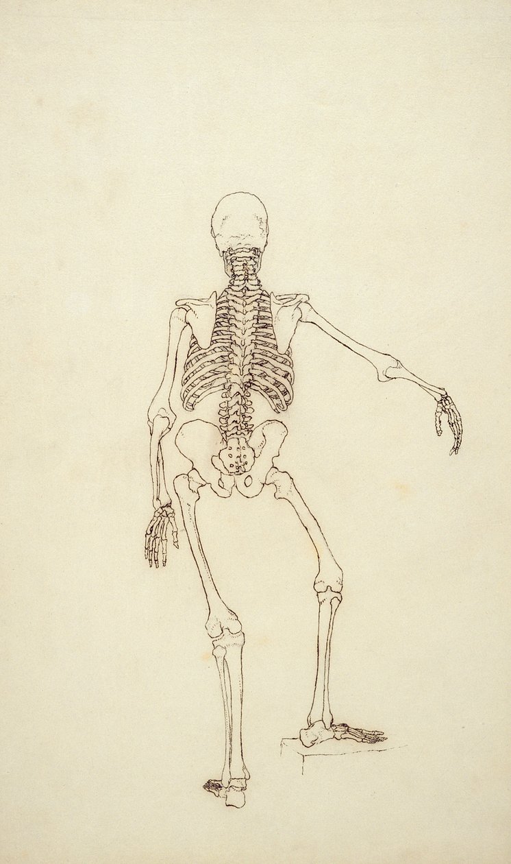 Étude de la Figure Humaine, Vue Postérieure, de 