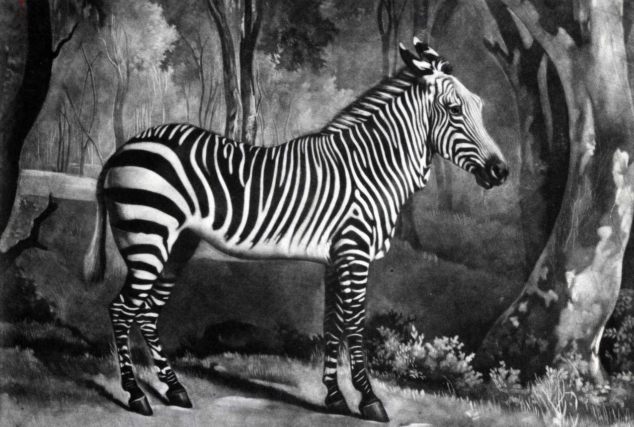 Le Sebra, ou âne sauvage, gravé par George Townley Stubbs, 1771 - George Stubbs