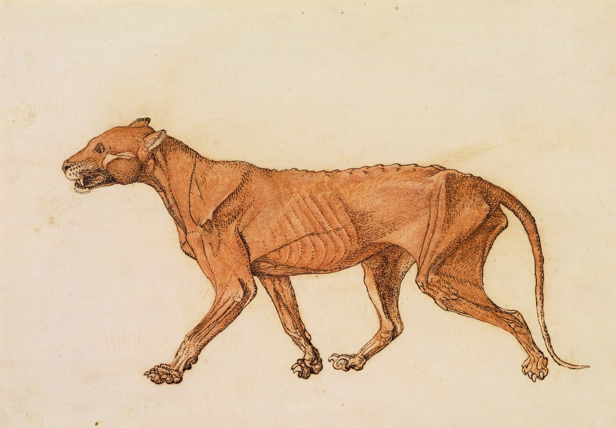 Tigre, vue latérale, peau enlevée, de 