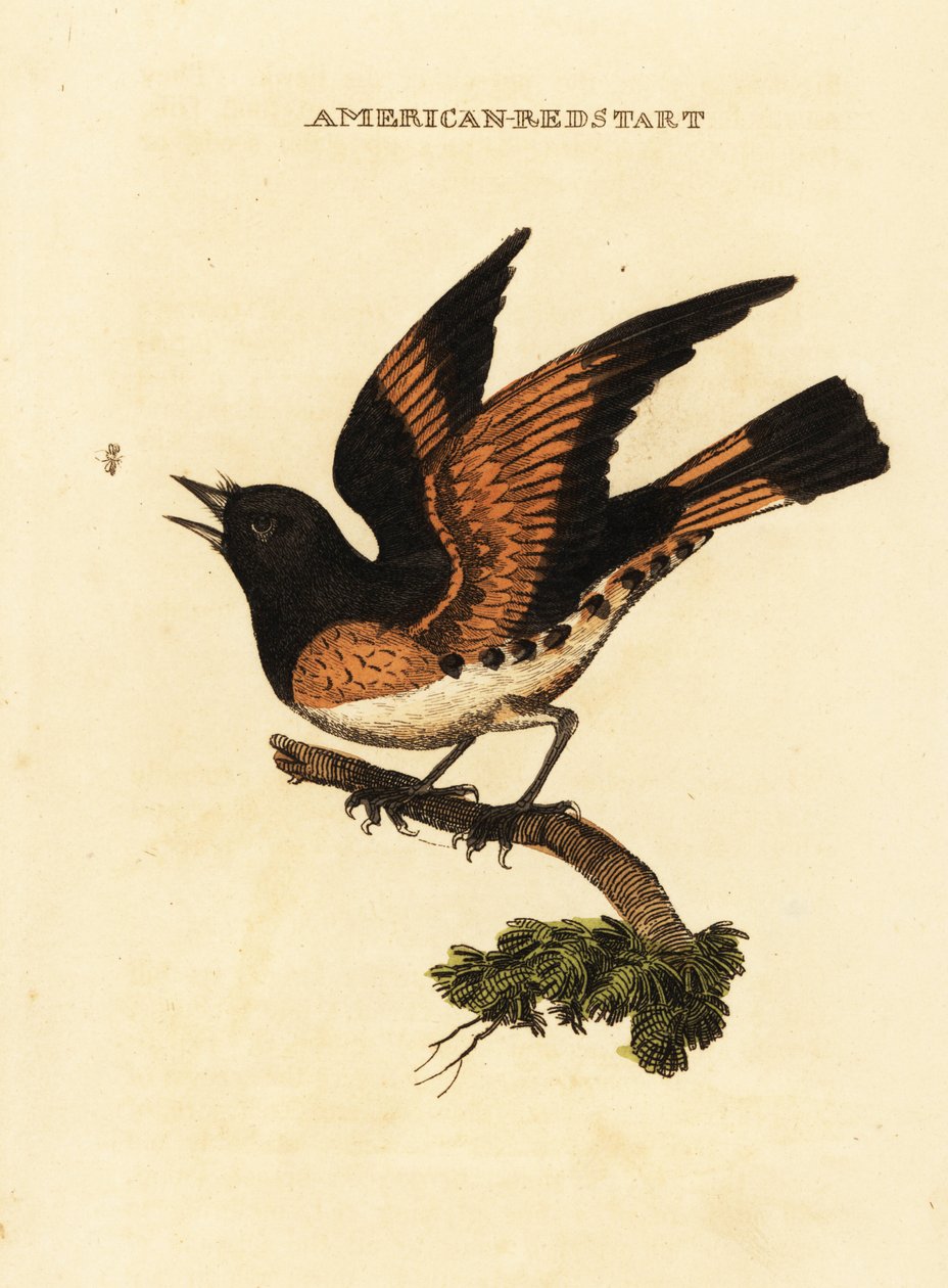 Paruline flamboyante, Setophaga ruticilla - George (after) Edwards