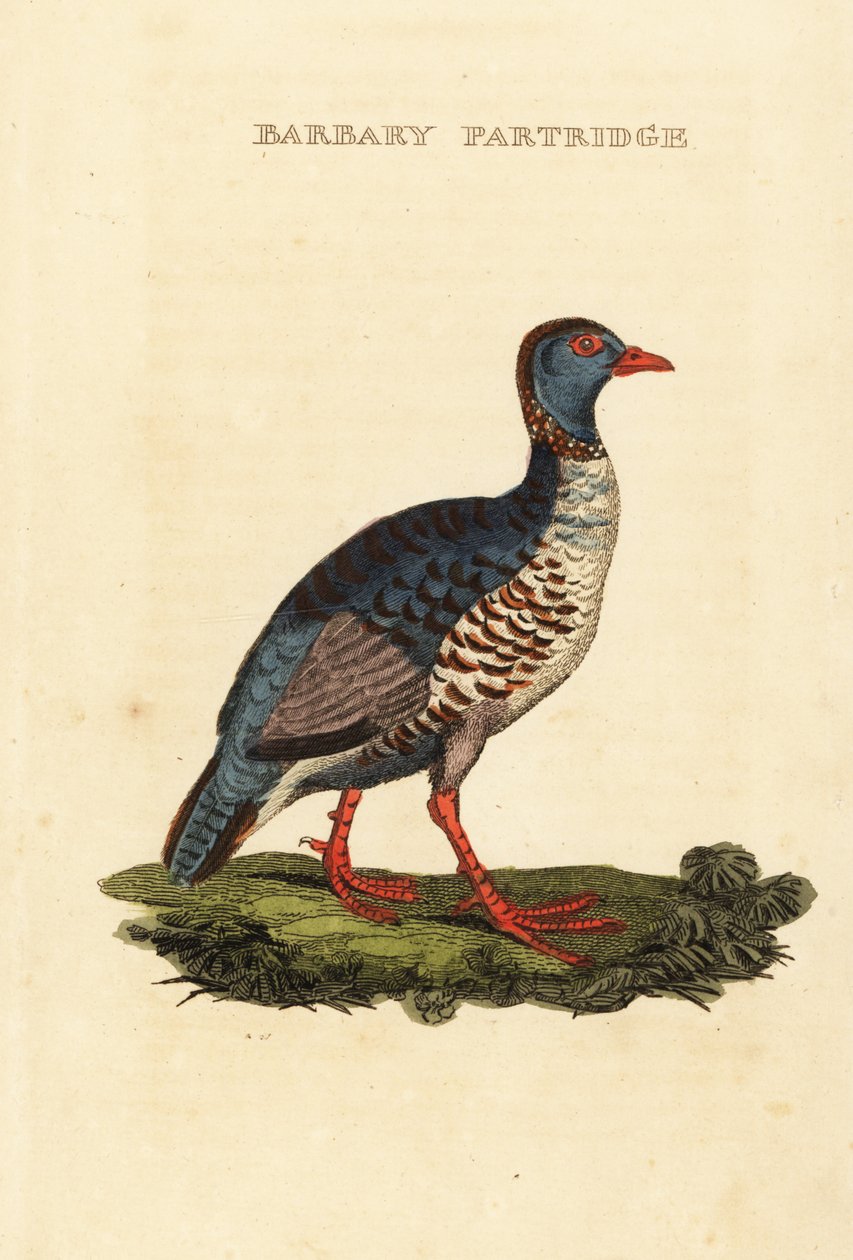 Perdrix gambra, Alectoris barbara - George (after) Edwards