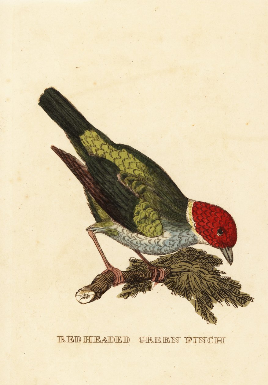 Tangara gyrole, Tangara gyrola - George (after) Edwards