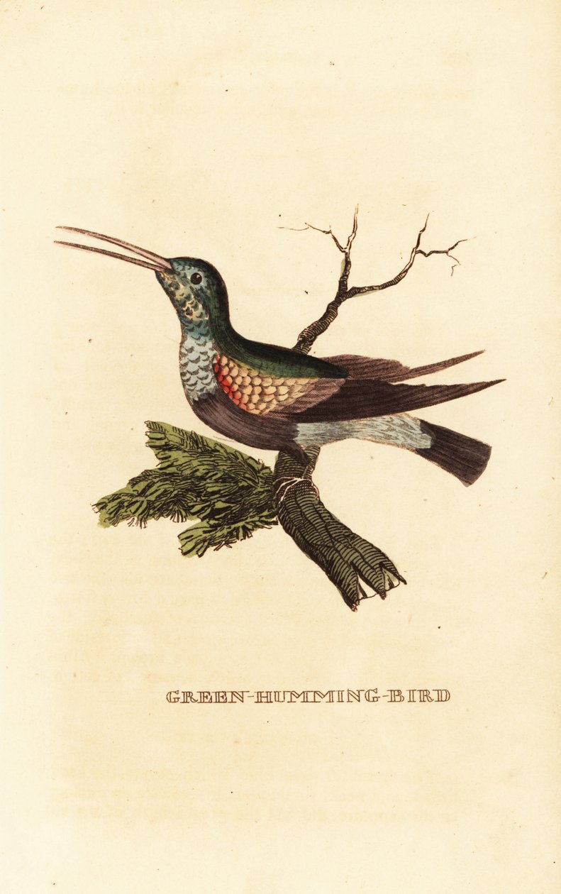 Colibri à ventre noir, Eupherusa nigriventris, femelle - George (after) Edwards