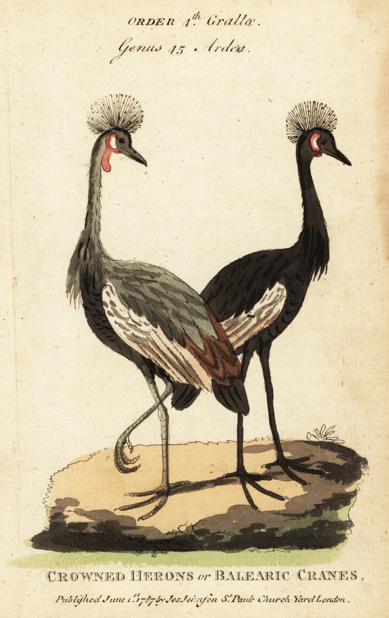 Grue couronnée noire, Balearica pavonina - George (after) Edwards