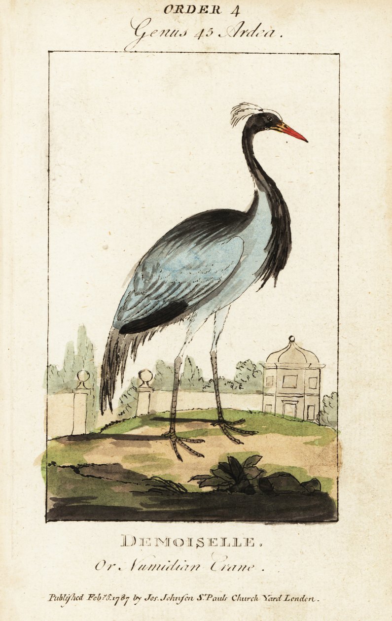 Demoiselle ou grue numidienne, Grus virgo - George (after) Edwards