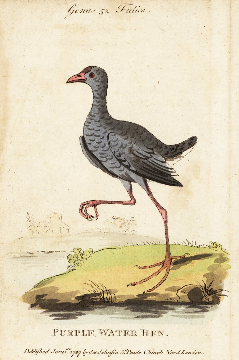 Talève sultane, Porphyrio poliocephalus - George (after) Edwards