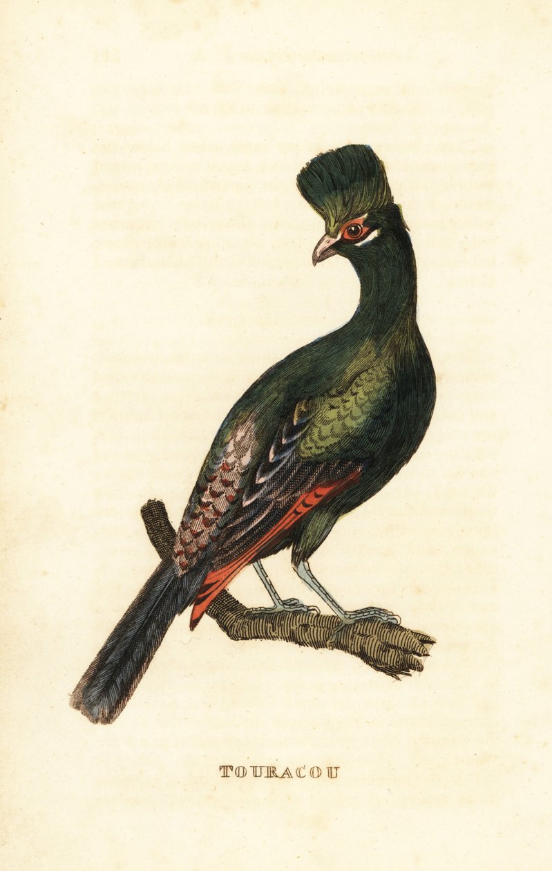 Touraco de Guinée ou touraco vert, Tauraco persa - George (after) Edwards