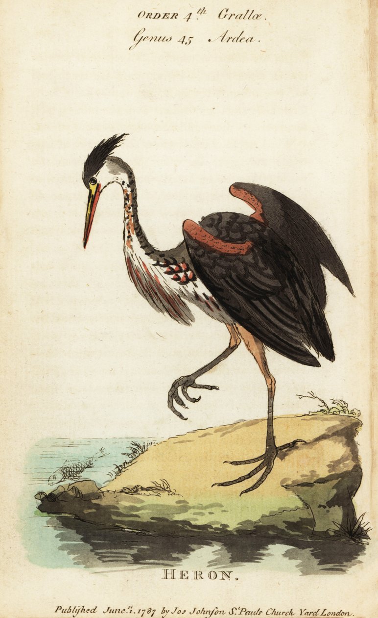Héron cendré d