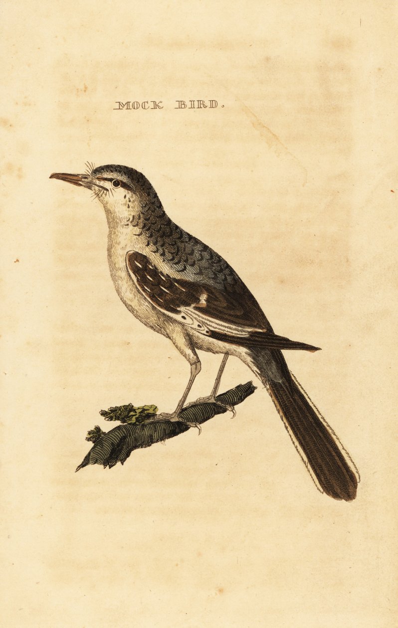 Moqueur polyglotte, Mimus polyglottos - George (after) Edwards