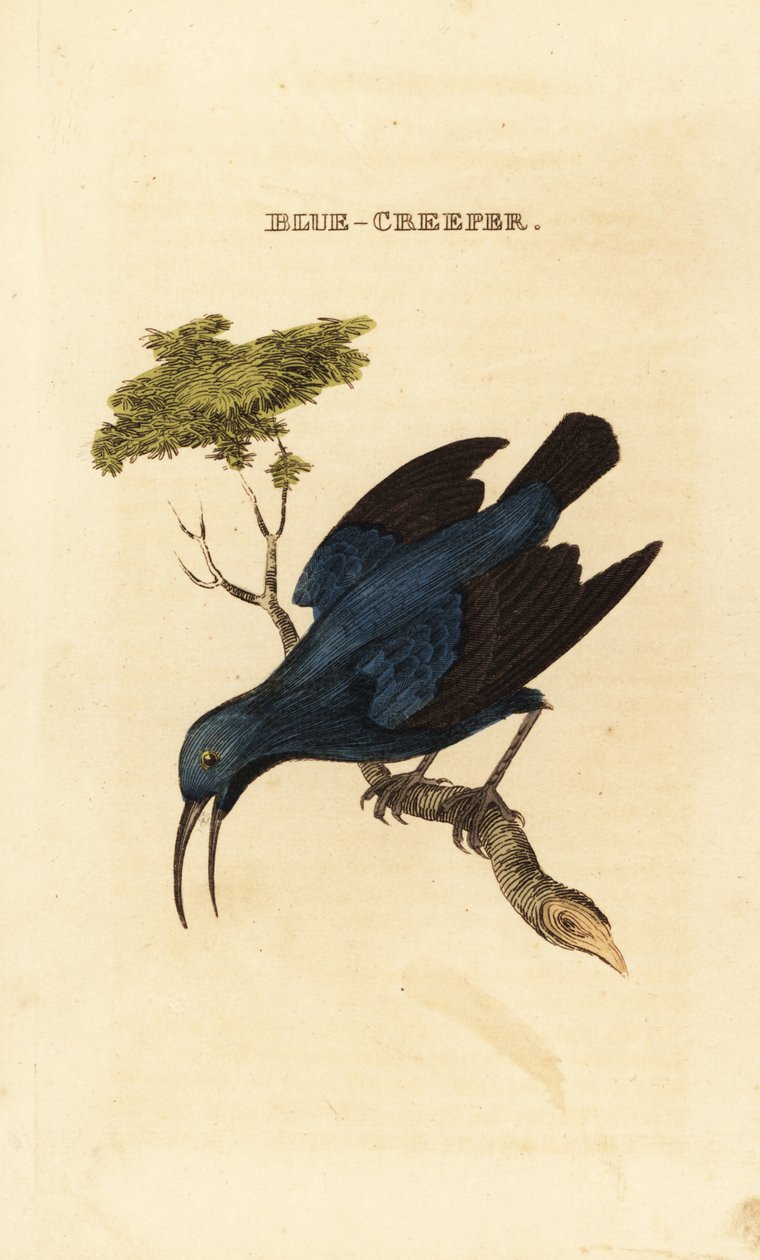 Sucrier pourpré, Cyanerpes caeruleus - George (after) Edwards