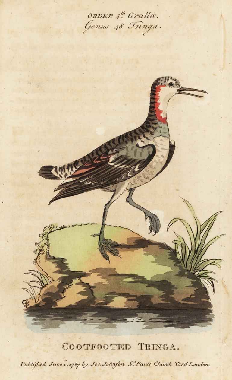 Phalarope à bec étroit, Phalaropus lobatus - George (after) Edwards