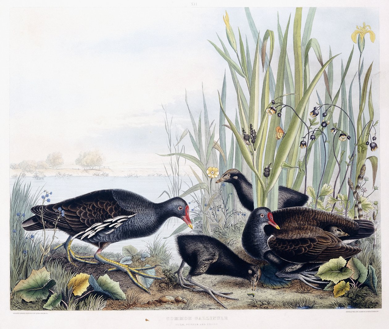 Gallinule Poule-d