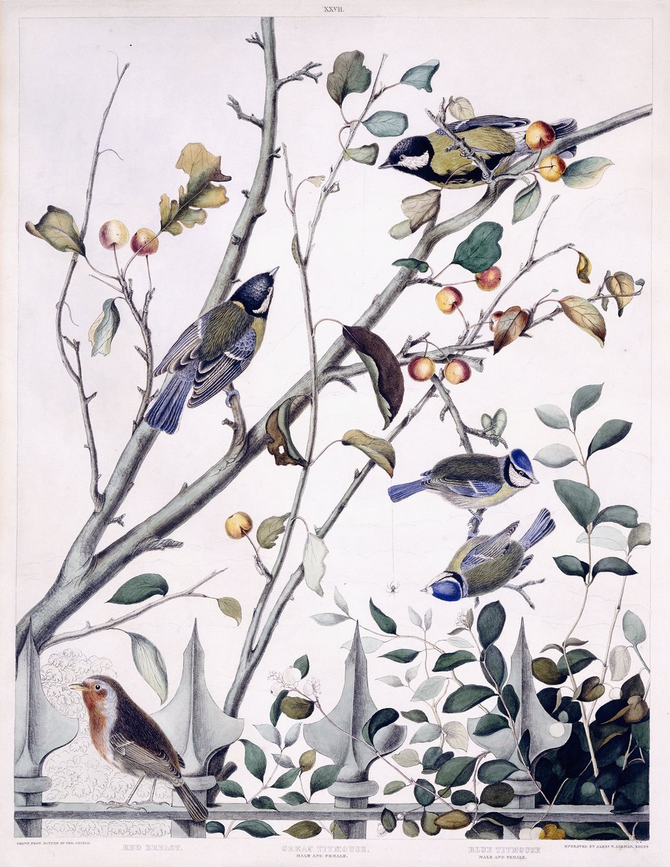 Rouge-gorge, Mésange charbonnière (mâle et femelle) et Mésange bleue (mâle et femelle), c.1841 - George (after) Shield