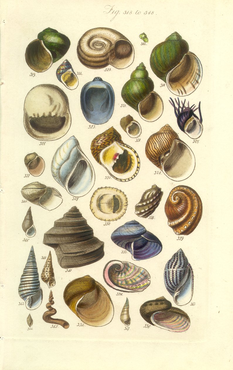 Manuel conchologique, Planche 15. Coquillages colorés, y compris les coquilles d