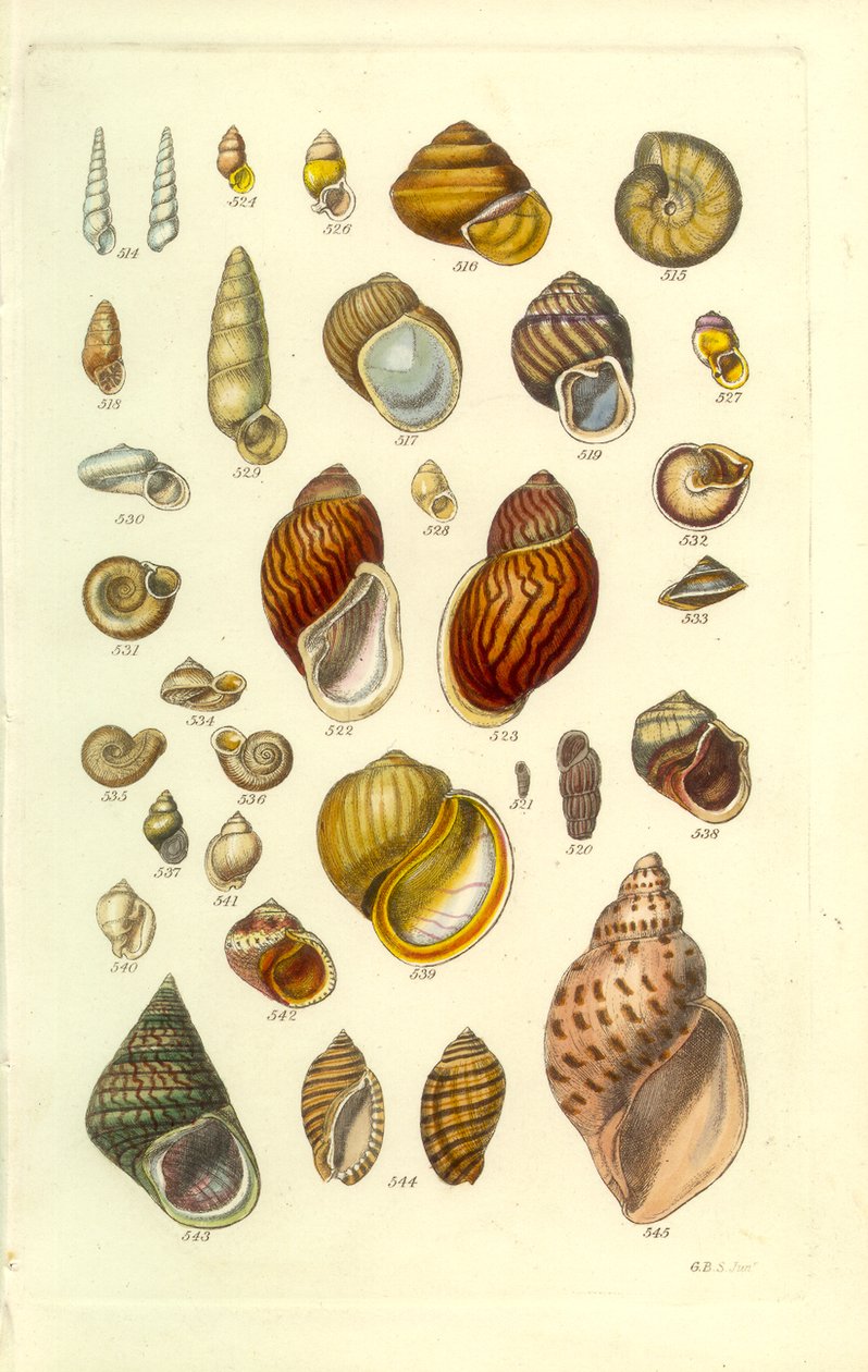 Manuel conchologique, planche 25. Coquilles terrestres colorées - George B. Sowerby