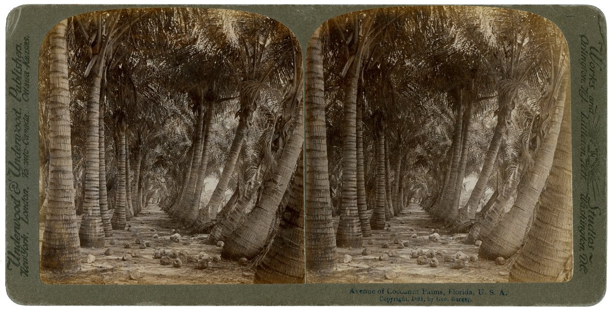 Avenue de palmiers à noix de coco, Floride, USA, 1891 - George Barker