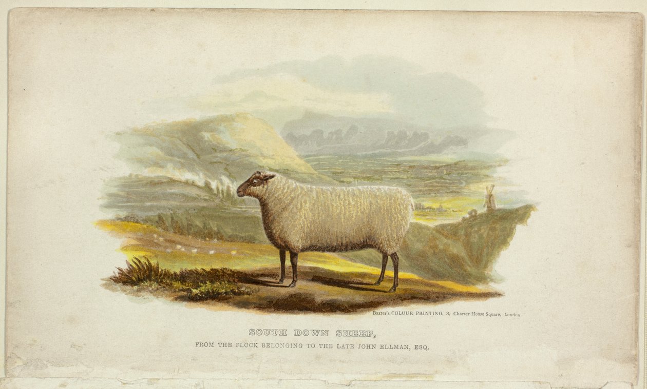 Moutons South Down - George Baxter