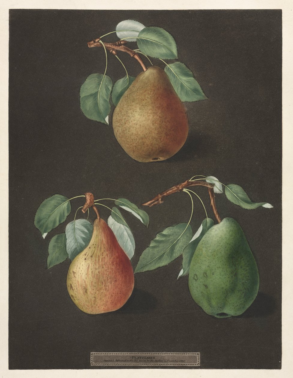 Pomona Britannica : No. 82 - Poires - George Brookshaw